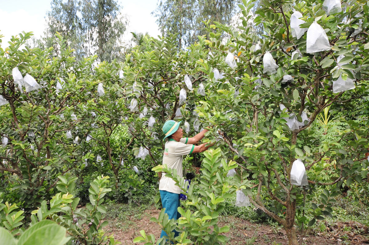 The Western guava garden