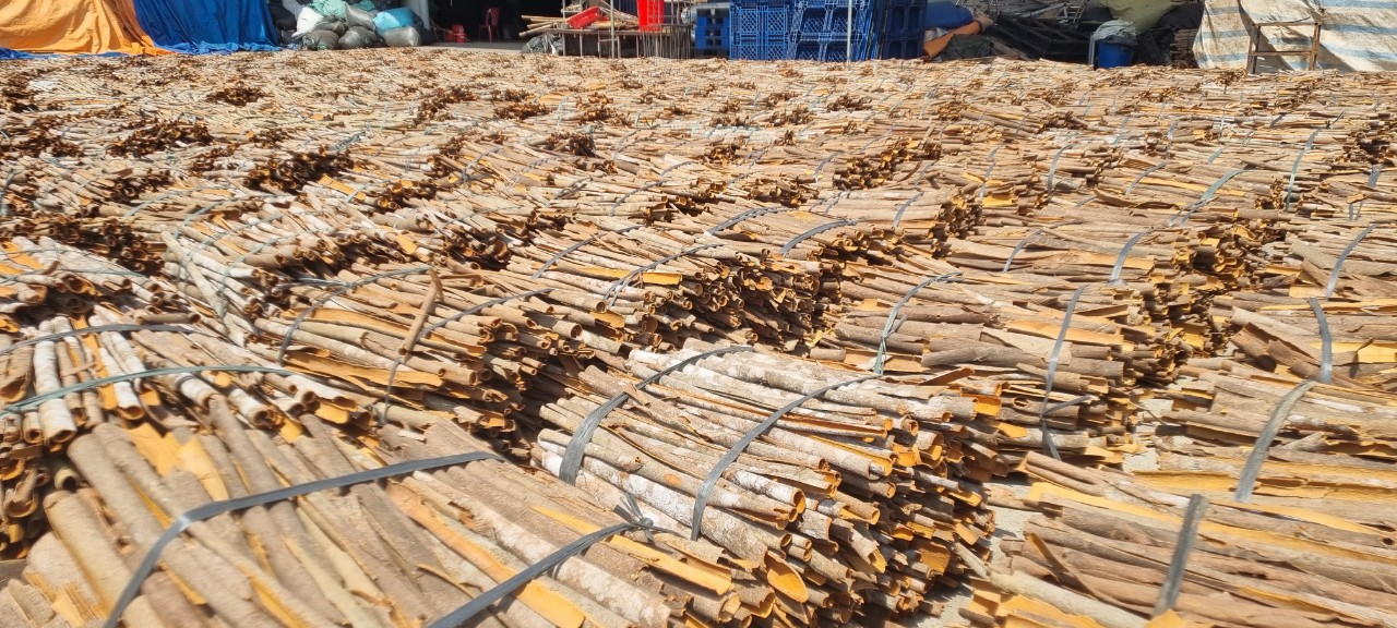 The cinnamon production 