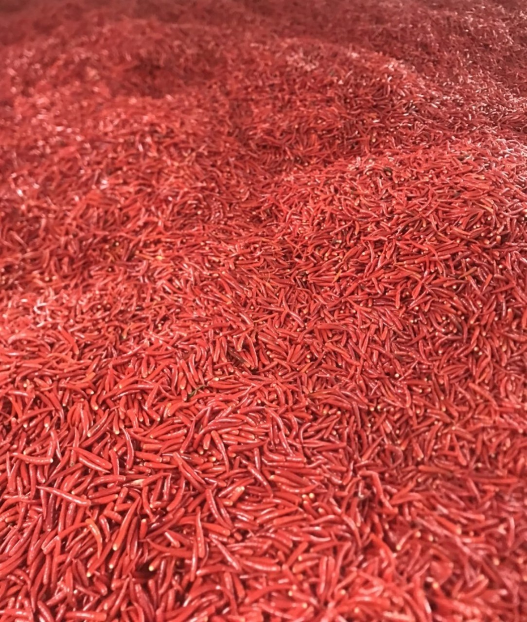 Khue Star's red chili farm